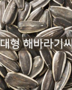 대형 해바라기씨 100g